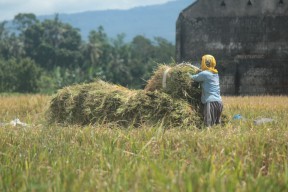 Semringah Petani Padi di Banyuwangi
