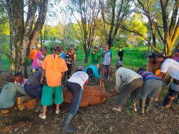Melihat Tradisi Sembelih Sapi Jelang Lebaran di Kaki Gunung Raung