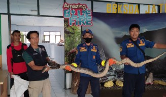 Cerita Pemudik asal Banyuwangi 'Bayar' Tiket Bus dengan Tas Berisi Ular Piton