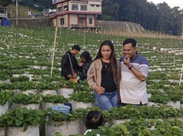 Alhamdulillah, Wisata Petik Strawberry di Sarangan Raup Cuan saat Libur Lebaran