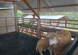 Bermodal Kambing, Peternak di Jombang Daftar Bacaleg PDIP