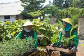 SIG Tanam Pohon Kaliandra Merah di Tuban dan Sumbar