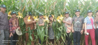 Formula Bioteknologi Jagung Bakal Diuji Coba di Lamongan