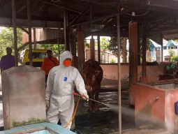 BPBD Umumkan PMK di Jatim Terkendali, Ini Datanya