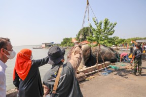 Bangkai Paus Balin Kenjeran Surabaya Masuk Museum Jatim Park, Khofifah: Menjadi Objek Wisata Edukasi Kemaritiman