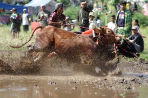 Potret Keseruan Karapan Sapi Brujul di Kota Probolinggo