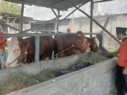 Mau Beli Sapi untuk Kurban Idul Adha? Datang Saja ke Dusun Kemuning Jombang
