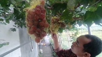 Menikmati Manisnya Cuan Budidaya Anggur Impor dari Halaman Rumah di Jombang