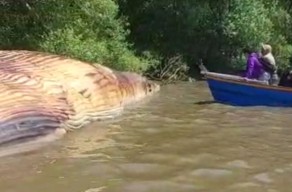 Bangkai Paus Bungkuk Ditemukan Terdampar di Pantai Kejawan Putih Surabaya