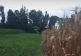 Bikin Nyesek, Jagung Petani di Kediri Ludes Diduga Dicuri saat Waktunya Panen