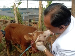 Cek Kesehatan Hewan Kurban di Surabaya Bisa Pakai Ear Tag Barcode