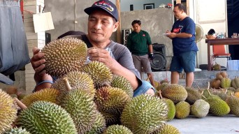 Rekomendasi Durian Murah di Trenggalek, Ayo Kunjungi Watulimo!