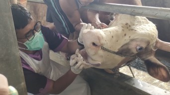 DKPP Kabupaten Kediri Antisipasi Hewan Berpenyakit Jelang Idul Adha