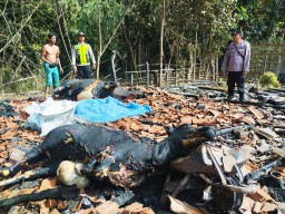 2 Sapi Kurban Terpanggang saat Kandang Terbakar Misterius di Pamekasan
