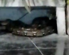 Ular Sanca Teror Warga Semampir Surabaya, 1 Korban Terluka Dirawat di Rumah Sakit