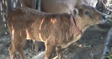 Sapi Terjangkit Lumpy Skin Disease Aman Dikonsumsi? Ini Kata Disnak Jatim
