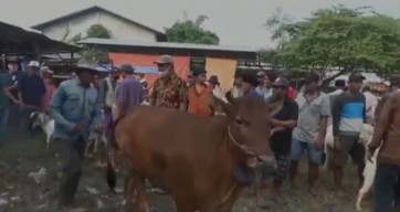 Harga Sapi di Bangkalan Naik, Permintaan Tinggi Jelang Idul Adha