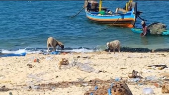 Kambing Gili Ketapang Probolinggo Makan Uang Kertas karena Tak Ada Rumput, Ha?