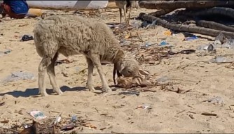 Kambing Pemakan Kertas di Probolinggo untuk Kurban Idul Adha, Gak Bahaya Tah?