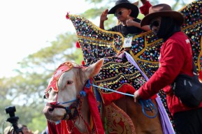 Foto: Serunya Parade Hewan Ternak di Banyuwangi Livestock Contest 2023, Sapi 1,136 Ton Jadi Pemenang