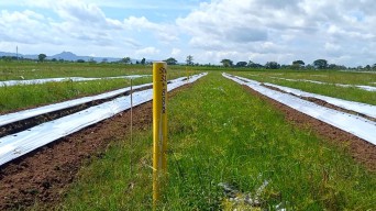 Puluhan Hektare Lahan Produktif Terimbas Pembangunan Tol Kediri-Tulungagung