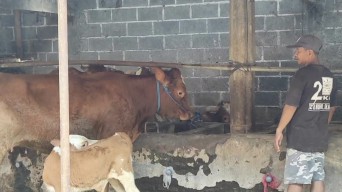 Pedagang Sapi Kurban di Kediri Tawarkan Garansi, Buruan Beli