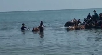 Sapi Madura Seberangi Laut untuk Naik Perahu ke Kalsel, Penuhi Permintaan Hewan Kurban