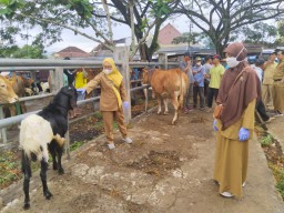 Ketersediaan Hewan Kurban di Trenggalek Surplus