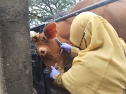 Kasus Lumpy Skin Disease di Trenggalek Naik karena Capaian Vaksin Rendah