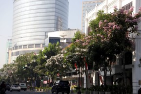 Jalanan Surabaya Bertabur Bunga Tabebuya