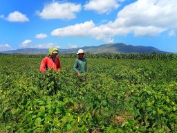 Harga Jual Cabai Petani Lojejer Turun Akibat Dampak Cuaca Buruk