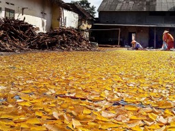 Produksi Kerupuk Tempe Desa Puger Kulon Jember Turun akibat Cuaca Tak Menentu