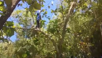 Damkarla Gresik Selamatkan Burung Hantu yang Tersangkut Benang Layang-layang