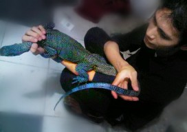 Ingin Pelihara Reptil, Kenali Dulu Jenis Hewan dan Bahaya Racunnya