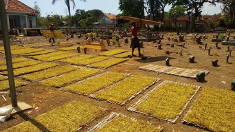 Harga Tembakau di Probolinggo Melonjak, Petani Untung Besar