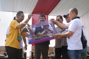 Lomba Burung Berkicau Wali Kota Cup Kembali Digelar, Pestanya Kicau Mania Pasuruan