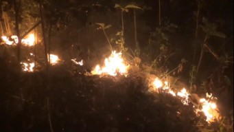 2 Hektar Hutan di Ponorogo Terbakar, BPBD Sulit Lakukan Pemadaman