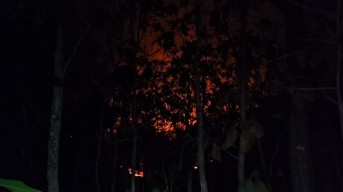 Si Jago Merah Mengamuk di Ponorogo, 5 Hektare Lahan Hutan Terbakar