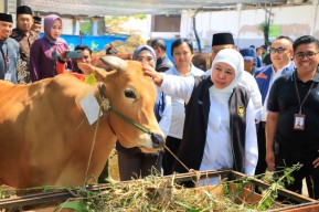 Jumlah Vaksinasi PMK di Jatim Tertinggi Nasional