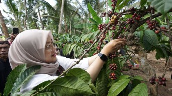 Banyuwangi Daftarkan Paten Indikasi Geografis Kopi Robusta