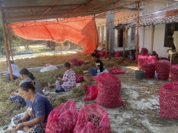 Harga Bawang Merah Terjun Bebas Musim Ini, Petani di Ponorogo Merugi