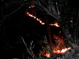 35 Hektare Hutan di Ponorogo Terbakar, Waspada Lur!