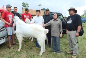 Kontes Kambing Senduro Piala Presiden Digelar di Lumajang, Ini Pesan Cak Thoriq