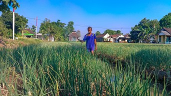 Petani Bawang Merah Bojonegoro Gigit Jari, Harga Anjlok Imbas Panen Raya di Nganjuk