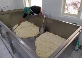 Gurihnya Keju Mozarella Asal Brau Kota Batu, Omzet per Bulan Bikin Geleng-geleng