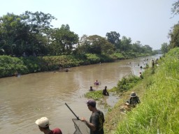 Tradisi Pladu, Ratusan Warga Tulungagung Berebut Ikan Mabuk