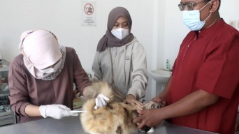 PDHI Jatim X Gelontor 1000 Dosis Vaksin Rabies Gratis di Kediri dan Nganjuk, Catat 28 Lokasinya