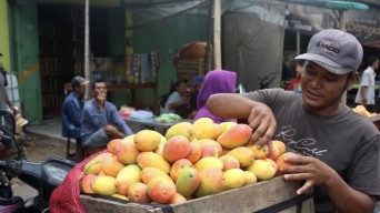 Mangga Podang Mulai Padati Pasar Banyakan Kediri, Serbu Yuk!