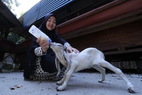 KandangKondang.id, Situs Ibu Muda di Gresik Padukan Ternak Kambing  dengan Urban Farming