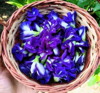 Si Telang, Bunga Cantik yang Banyak Manfaat